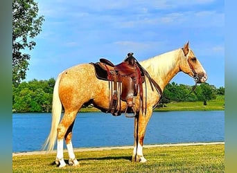 Quarterhäst, Valack, 6 år, 152 cm, Palomino