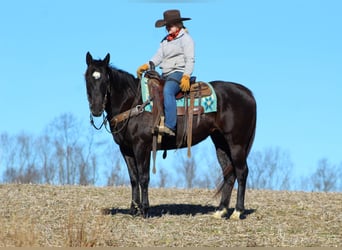 Quarterhäst, Valack, 6 år, 152 cm, Svart