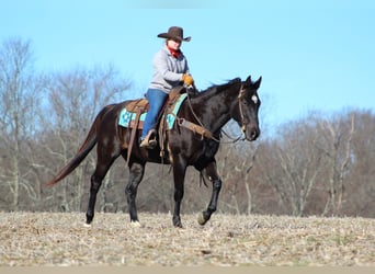 Quarterhäst, Valack, 6 år, 152 cm, Svart