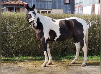 Quarterhäst Blandning, Valack, 6 år, 152 cm, Tobiano-skäck-alla-färger