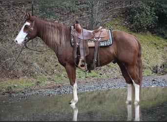 Quarterhäst, Valack, 6 år, 155 cm, Fux