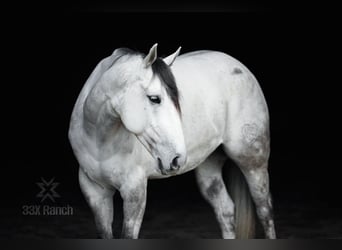 Quarterhäst, Valack, 6 år, 155 cm, Grå