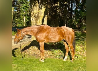 Quarterhäst, Valack, 6 år, 157 cm, Rödskimmel