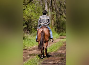 Quarterhäst, Valack, 6 år, 160 cm, Rödskimmel
