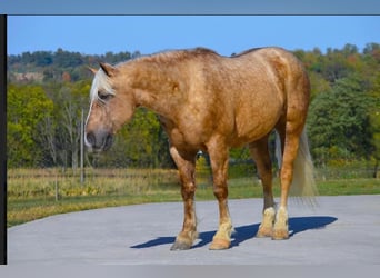 Quarterhäst Blandning, Valack, 6 år, 165 cm, Palomino