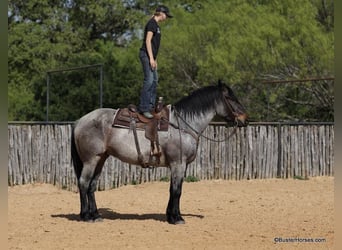 Quarterhäst, Valack, 6 år, 170 cm, Brunskimmel