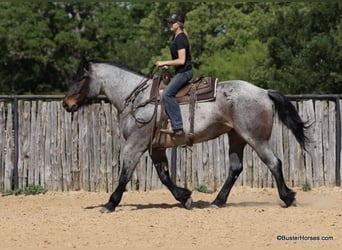 Quarterhäst, Valack, 6 år, 170 cm, Brunskimmel