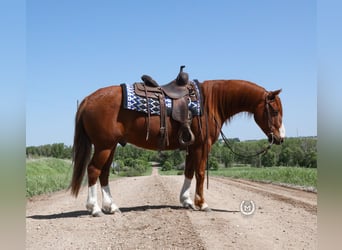 Quarterhäst, Valack, 7 år, 137 cm, Fux