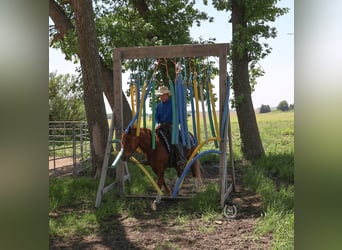 Quarterhäst, Valack, 7 år, 137 cm, Fux