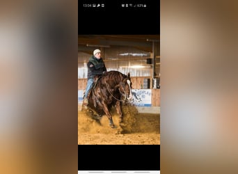 Quarterhäst, Valack, 7 år, 144 cm, Fux