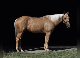 American Quarter Horse, Wallach, 7 Jahre, 147 cm, Palomino