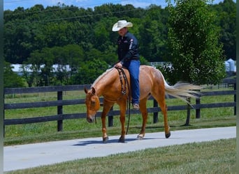 Quarterhäst, Valack, 7 år, 147 cm, Palomino