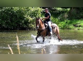 Quarterhäst, Valack, 7 år, 150 cm, Black