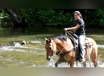 Quarterhäst, Valack, 7 år, 150 cm, Black