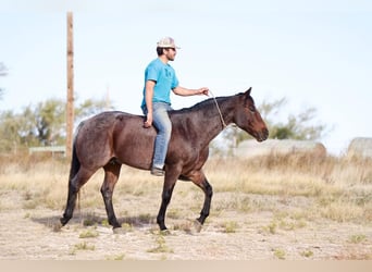 Quarterhäst, Valack, 7 år, 150 cm, Brunskimmel