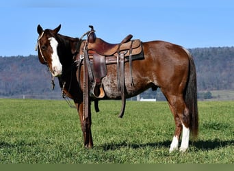 Quarterhäst, Valack, 7 år, 150 cm, Fux