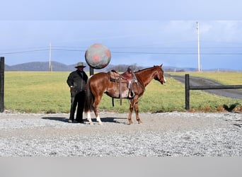 Quarterhäst, Valack, 7 år, 150 cm, Fux
