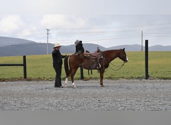 Quarterhäst, Valack, 7 år, 150 cm, Fux