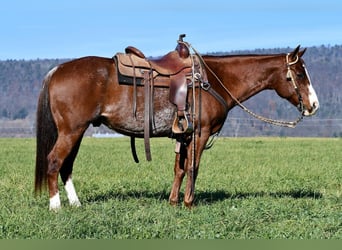 Quarterhäst, Valack, 7 år, 150 cm, Fux