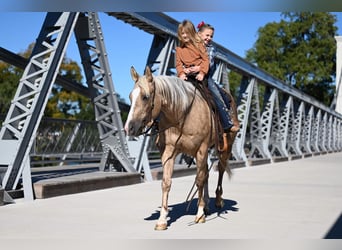 Quarterhäst, Valack, 7 år, 150 cm, Palomino