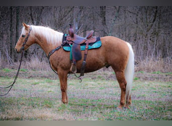 Quarterhäst, Valack, 7 år, 150 cm, Palomino