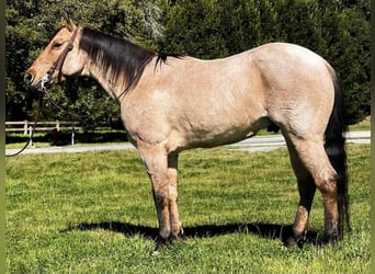 Quarterhäst, Valack, 7 år, 152 cm, Black
