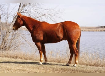 Quarterhäst, Valack, 7 år, 152 cm, Fux