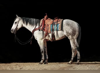 Quarterhäst, Valack, 7 år, 152 cm, Grå