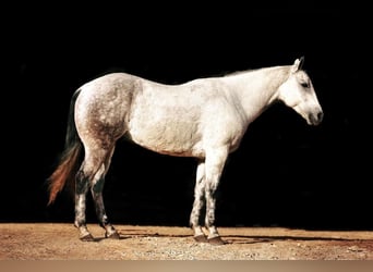 Quarterhäst, Valack, 7 år, 152 cm, Grå