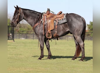 Quarterhäst, Valack, 7 år, 152 cm, Konstantskimmel