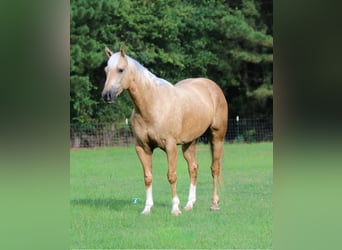 Quarterhäst, Valack, 7 år, 152 cm, Palomino