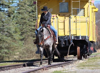 Quarterhäst, Valack, 7 år, 152 cm, Rödskimmel