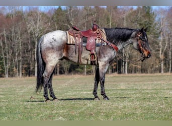 Quarterhäst, Valack, 7 år, 152 cm, Rödskimmel