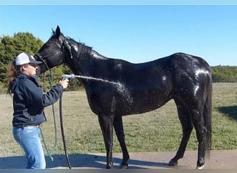Quarterhäst, Valack, 7 år, 152 cm, Svart