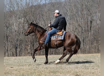 Quarterhäst, Valack, 7 år, 155 cm, Black