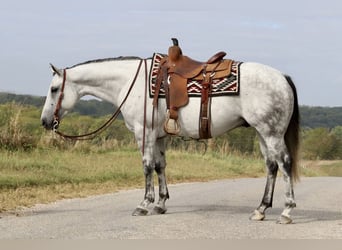 American Quarter Horse, Wallach, 7 Jahre, 155 cm, Schimmel