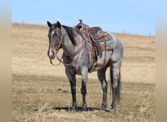 Quarterhäst, Valack, 7 år, 155 cm, Konstantskimmel