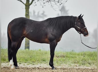 Quarterhäst, Valack, 7 år, 155 cm, Mörkbrun