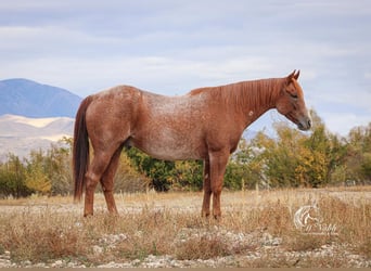 Quarterhäst, Valack, 7 år, 155 cm, Rödskimmel