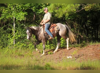 Quarterhäst, Valack, 7 år, 155 cm, Tobiano-skäck-alla-färger