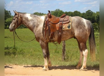 Quarterhäst, Valack, 7 år, 155 cm, Tobiano-skäck-alla-färger
