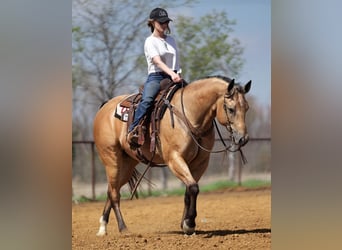 Quarterhäst, Valack, 7 år, 157 cm, Gulbrun