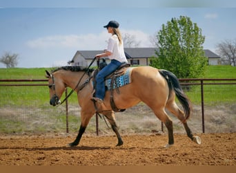 Quarterhäst, Valack, 7 år, 157 cm, Gulbrun