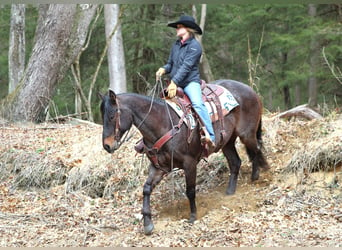 Quarterhäst, Valack, 7 år, 157 cm, Konstantskimmel