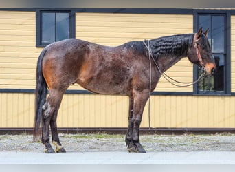Quarterhäst, Valack, 7 år, 157 cm, Konstantskimmel