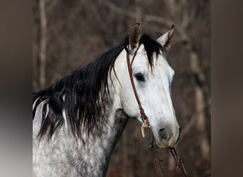 Quarterhäst, Valack, 7 år, 163 cm, Gråskimmel