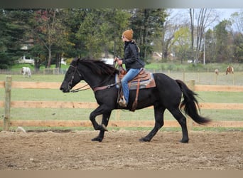 Quarterhäst, Valack, 7 år, 163 cm, Svart