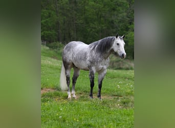 Quarterhäst, Valack, 7 år, Gråskimmel