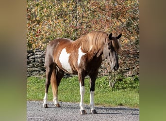 Quarterhäst, Valack, 8 år, 140 cm, Tobiano-skäck-alla-färger