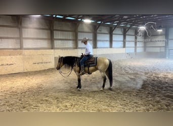 Quarterhäst, Valack, 8 år, 142 cm, Gulbrun